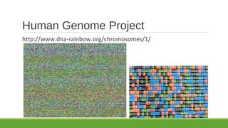 Human Genome Project
http://www.dna-rainbow.org/chromosomes/1/
 