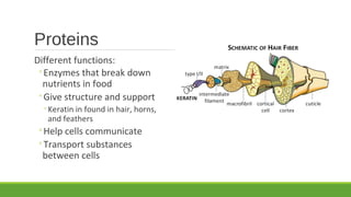 Proteins
Different functions:
◦Enzymes that break down
nutrients in food
◦Give structure and support
◦Keratin in found in hair, horns,
and feathers
◦Help cells communicate
◦Transport substances
between cells
 