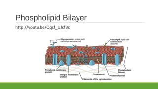 Phospholipid Bilayer
http://youtu.be/Qqsf_UJcfBc
 