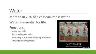 Water
More than 70% of a cells volume is water.
Water is essential for life.
Functions:
◦Inside our cells
◦Surrounding our cells
◦Insulating our bodies (keeping us warm)
◦Maintain homeostasis
 