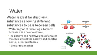 Water
Water is ideal for dissolving
substances allowing different
substances to pass between cells
◦Water is good at dissolving substances
because it is a polar molecule
◦The positive and negative ends of a water
molecule attract the positive and negative
ends of other substances.
◦Similar to a magnet
 