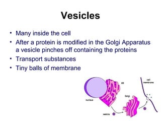 G7 ch2.2 the cell | PPT