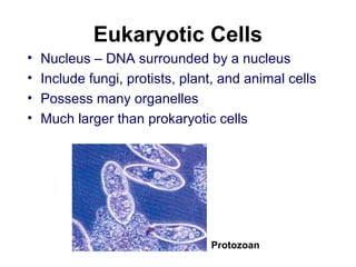 Eukaryotic Cells
• Nucleus – DNA surrounded by a nucleus
• Include fungi, protists, plant, and animal cells
• Possess many...