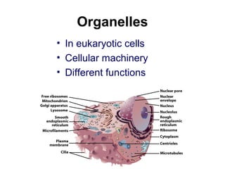 Organelles
• In eukaryotic cells
• Cellular machinery
• Different functions
 