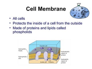 Cell Membrane
• All cells
• Protects the inside of a cell from the outside
• Made of proteins and lipids called
phospholids
 