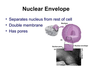 Nucleolus
• Dark Spot in nucleus
• Forms ribosomes, organelle that makes
proteins
 