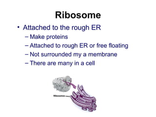 Smooth Endoplasmic Reticulum
• No attached ribosomes
• Makes lipids such as cholesterol
– Carbohydrates
– Lipids
 