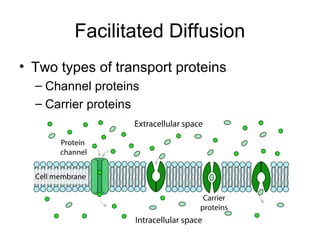 Facilitated Diffusion
• Two types of transport proteins
– Channel proteins
– Carrier proteins
 