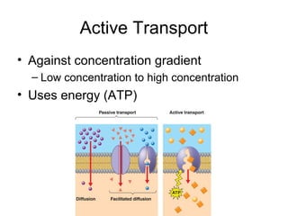 Active Transport
• Against concentration gradient
– Low concentration to high concentration
• Uses energy (ATP)
 