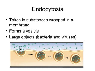 Endocytosis
• Takes in substances wrapped in a
membrane
• Forms a vesicle
• Large objects (bacteria and viruses)
 