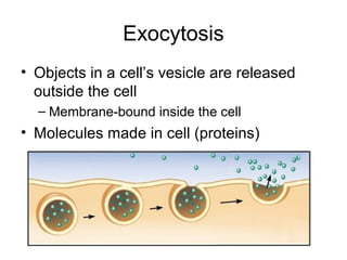 Exocytosis
• Objects in a cell’s vesicle are released
outside the cell
– Membrane-bound inside the cell
• Molecules made in cell (proteins)
 