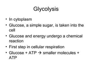 Glycolysis
• In cytoplasm
• Glucose, a simple sugar, is taken into the
cell
• Glucose and energy undergo a chemical
reaction
• First step in cellular respiration
• Glucose + ATP  smaller molecules +
ATP
 