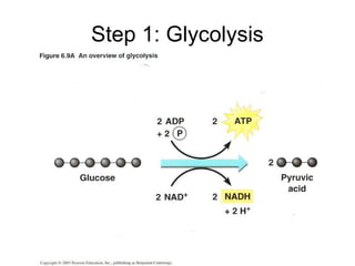 Step 1: Glycolysis
 