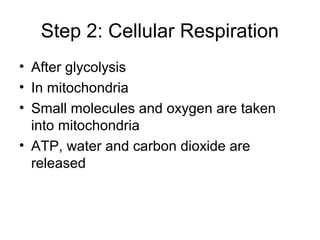 Step 2: Cellular Respiration
• After glycolysis
• In mitochondria
• Small molecules and oxygen are taken
into mitochondria
• ATP, water and carbon dioxide are
released
 
