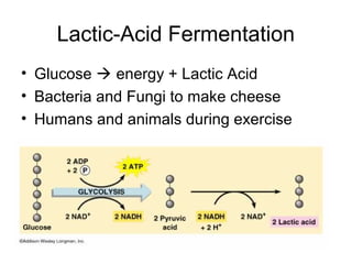 Lactic-Acid Fermentation
• Glucose  energy + Lactic Acid
• Bacteria and Fungi to make cheese
• Humans and animals during exercise
 