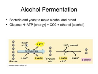 Alcohol Fermentation
• Bacteria and yeast to make alcohol and bread
• Glucose  ATP (energy) + CO2 + ethanol (alcohol)
 