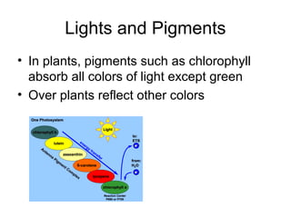 Lights and Pigments
• In plants, pigments such as chlorophyll
absorb all colors of light except green
• Over plants reflect other colors
 