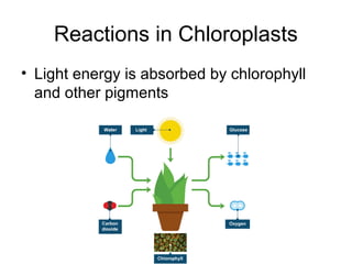 Reactions in Chloroplasts
• Light energy is absorbed by chlorophyll
and other pigments
 
