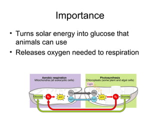 Importance
• Turns solar energy into glucose that
animals can use
• Releases oxygen needed to respiration
 