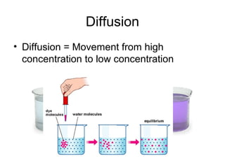 Diffusion
• Diffusion = Movement from high
concentration to low concentration
 