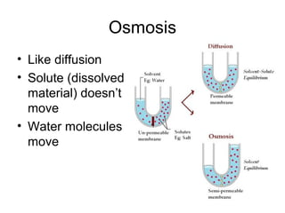 Osmosis
• Like diffusion
• Solute (dissolved
material) doesn’t
move
• Water molecules
move
 