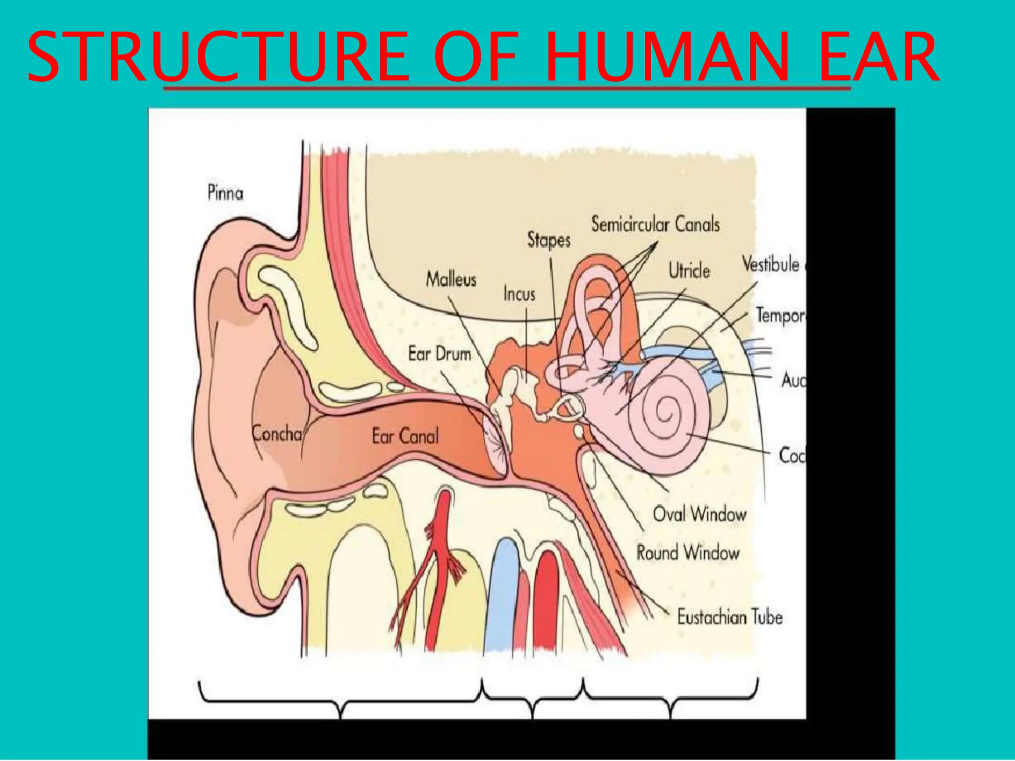 STRUCTURE OF HUMAN EAR
 