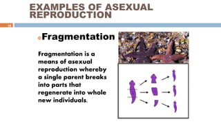 G7 Sciene Q2- Week 5- Asexual and Sexual.pptx