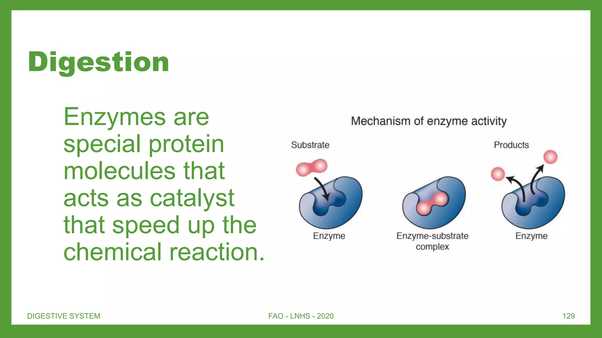 Digestion
Enzymes are
special protein
molecules that
acts as catalyst
that speed up the
chemical reaction.
DIGESTIVE SYSTEM FAO - LNHS - 2020 129
 