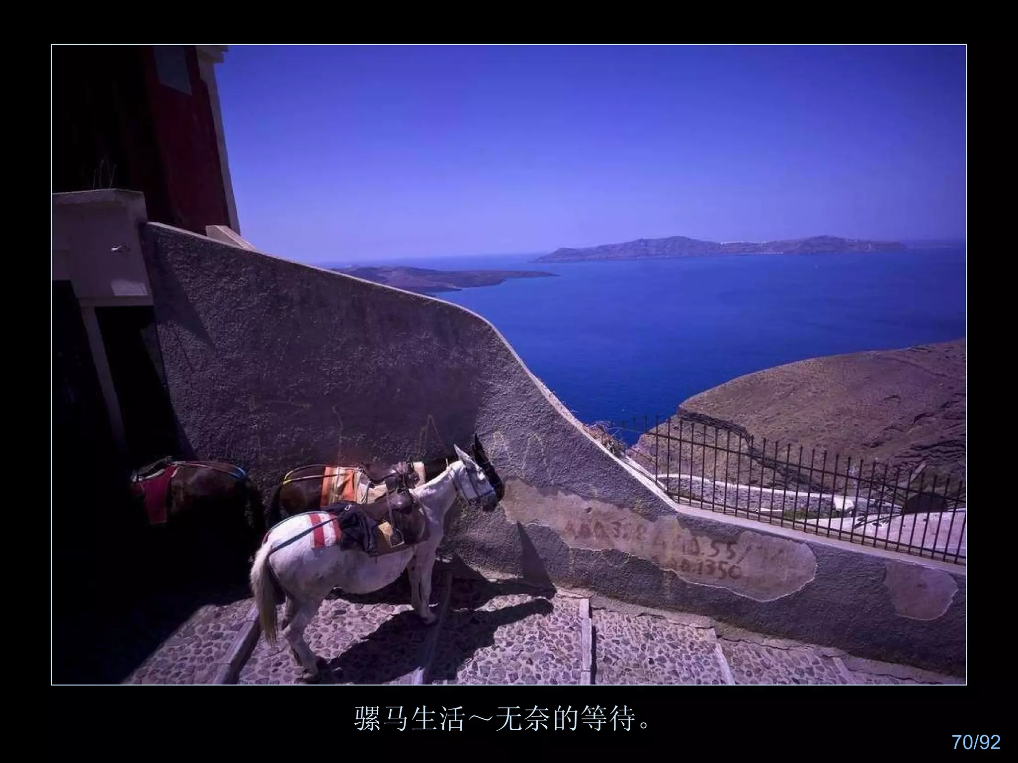 骡马生活～无奈的等待。 