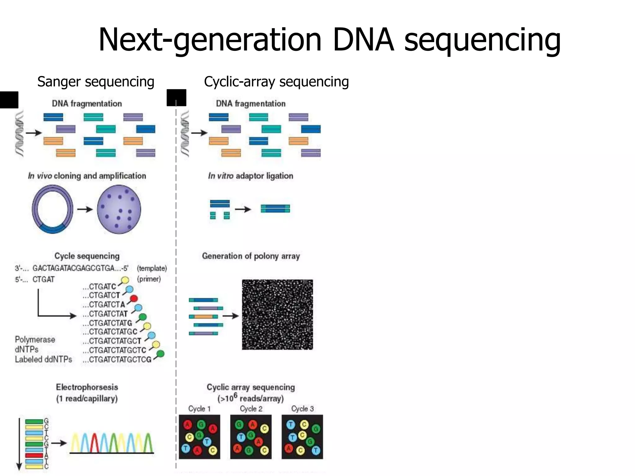 Introduction to NGS http://ueb.ir.vhebron.net/NGS
Next-generation DNA sequencing
Sanger sequencing Cyclic-array sequencing
 