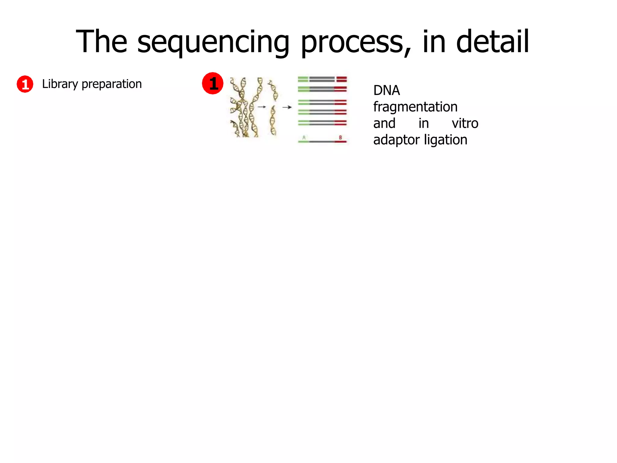 The sequencing process, in detail
DNA
fragmentation
and in vitro
adaptor ligation
11 Library preparation
 
