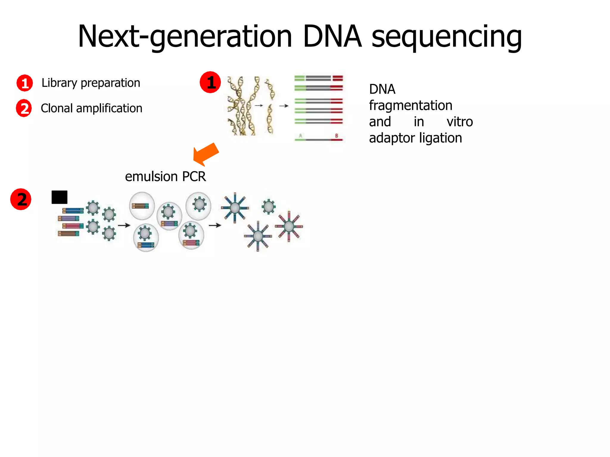 Next-generation DNA sequencing
DNA
fragmentation
and in vitro
adaptor ligation
emulsion PCR
1
2
1
2
Library preparation
Clonal amplification
 