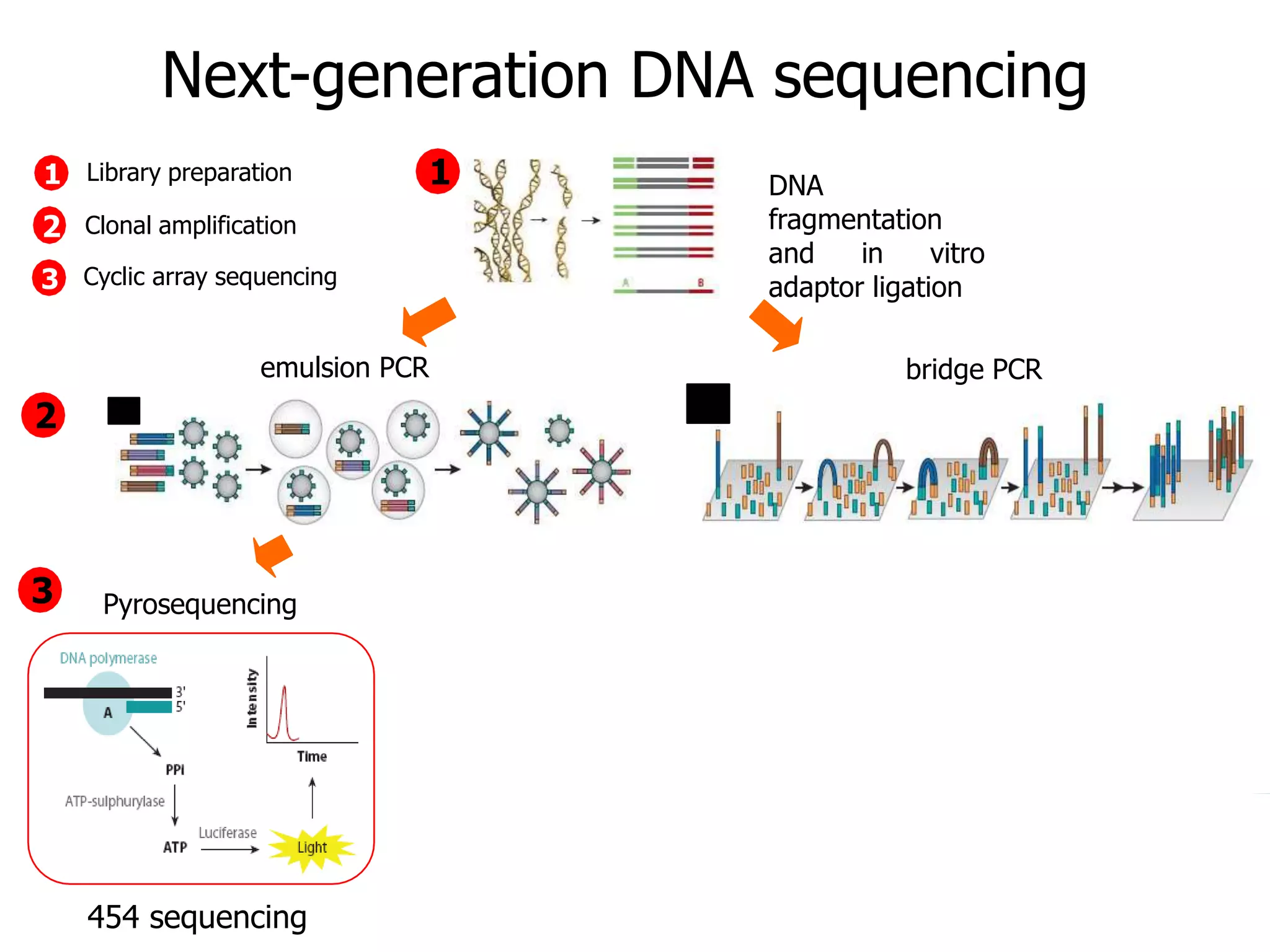 Introduction to NGS http://ueb.ir.vhebron.net/NGS
Next-generation DNA sequencing
DNA
fragmentation
and in vitro
adaptor ligation
emulsion PCR bridge PCR
Pyrosequencing
1
2
3
1
2
3 Cyclic array sequencing
Library preparation
Clonal amplification
454 sequencing
 
