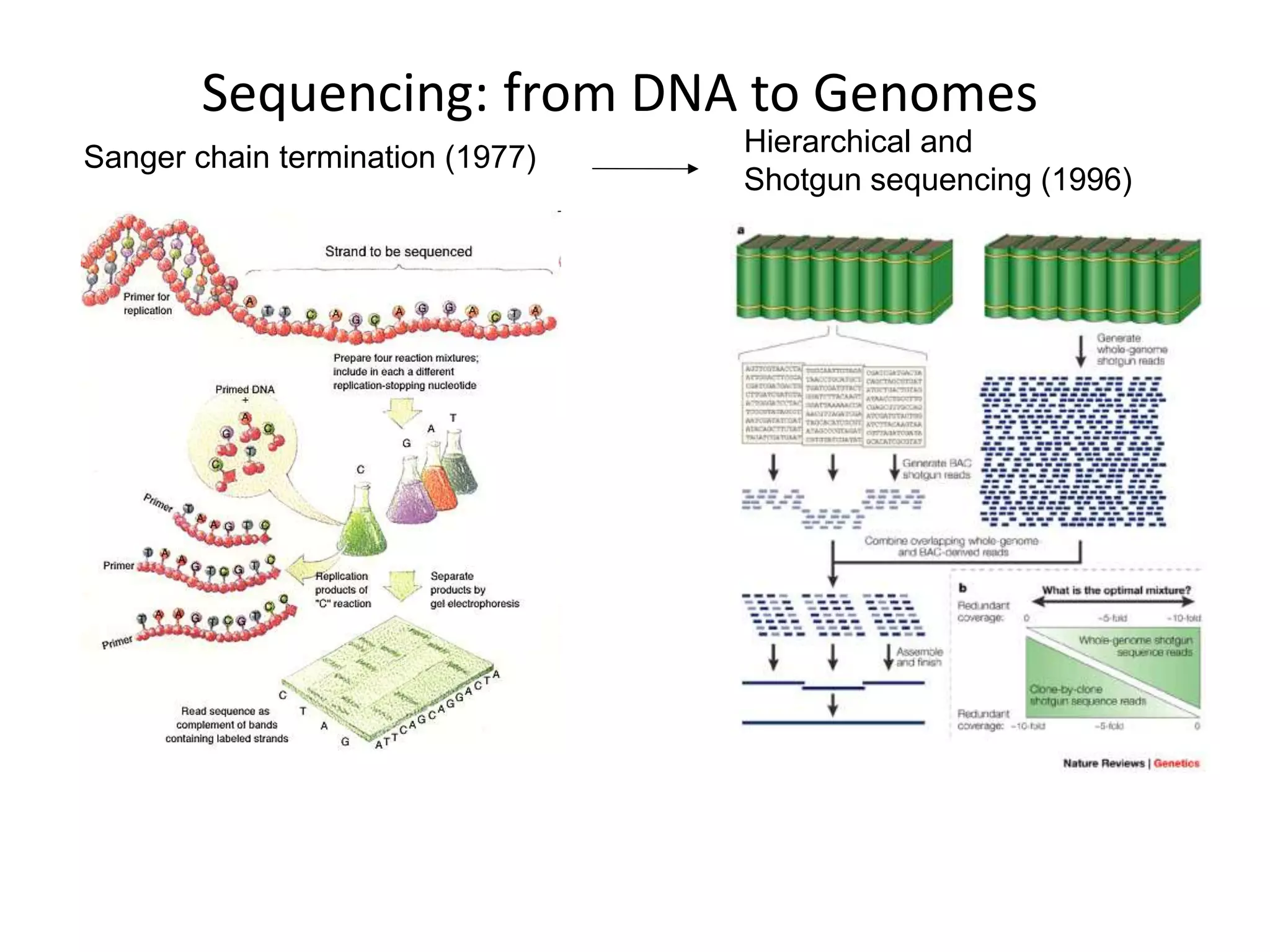 Sequencing: from DNA to Genomes
Sanger chain termination (1977) Hierarchical and
Shotgun sequencing (1996)
 