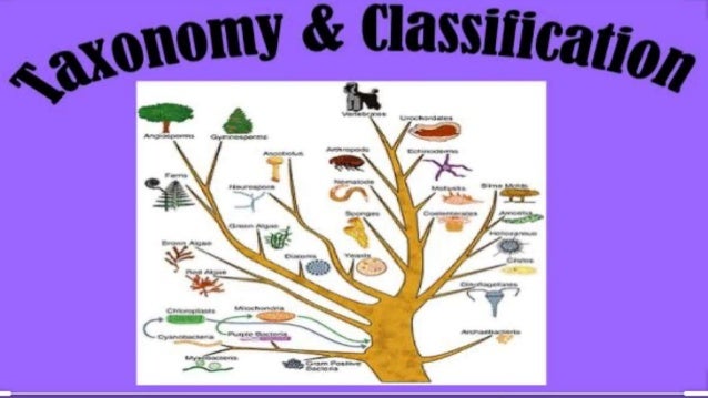 BIOLOGICAL CLASSIFICATION OF ANIMALS
AND PLANTS
Biological classification of plants and animals was
first proposed by Ari...