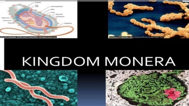 KINGDOM
PROTISTA
• Organisms Under This Group are all single-celled
eukaryotes.
• Their mode of nutrition can be autotroph...