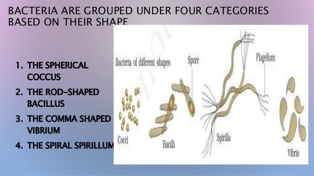 Kingdom Fungi
 Many of fungi have the capacity to become multicellular
organisms at certain stages in their lives.
 They...