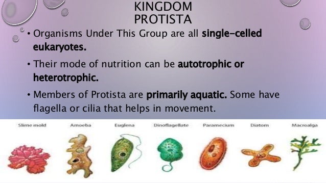 Biological Classification