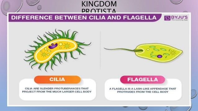 Biological Classification