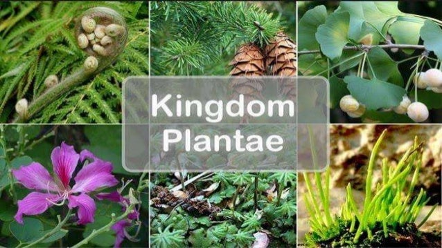 Biological Classification