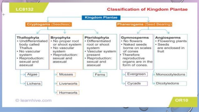 Biological Classification