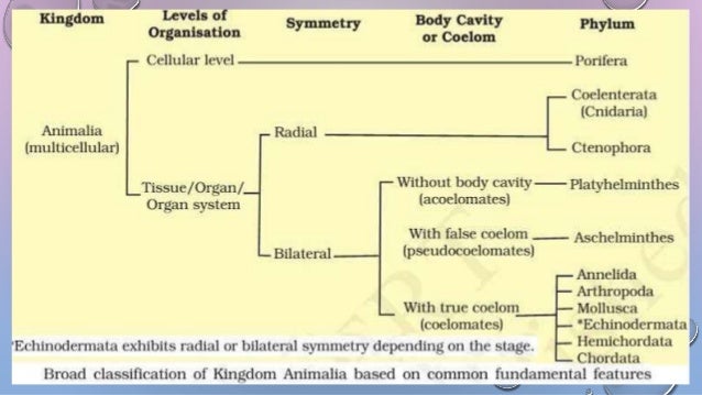 Biological Classification
