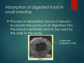G8 Science Q4- Week 1- Absorption-n-Assimilation.ppt