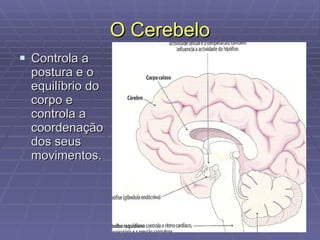 O Cerebelo Controla a postura e o equilíbrio do corpo e controla a coordenação dos seus movimentos. 