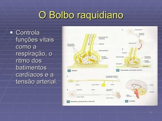 O Bolbo raquidiano Controla funções vitais como a respiração, o ritmo dos batimentos cardíacos e a tensão arterial. 