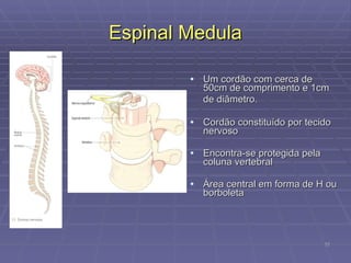 Espinal Medula Um cordão com cerca de 50cm de comprimento e 1cm de diâmetro.   Cordão constituído por tecido nervoso Encontra-se protegida pela coluna vertebral Área central em forma de H ou borboleta 