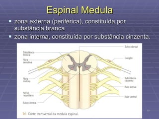 Espinal Medula zona externa (periférica), constituída por substância branca  zona interna, constituída por substância cinzenta. 