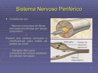Sistema Nervoso Periférico Constituído por: - Nervos (conjuntos de fibras nervosas envolvidas por tecido conjuntivo)  Partem dos centros nervosos e ramificam-se para todas as partes do corpo - Gânglios Nervosos (conjuntos de corpos celulares de células nervosas) 