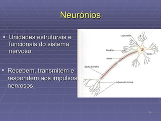 Neurónios Unidades estruturais e funcionais do sistema nervoso Recebem, transmitem e respondem aos impulsos nervosos 