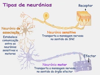 Neurónio  sensitivo Neurónio  motor Neurónio  de associação Efector Receptor Transporta a mensagem nervosa no sentido do SNC Transporta a mensagem nervosa no sentido do órgão efector Estabelece comunicação entre os neurónios sensitivos e motores Tipos de neurónios 